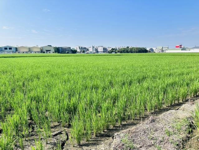 嘉義買土地專家 北社尾優質都計農地 照片 8