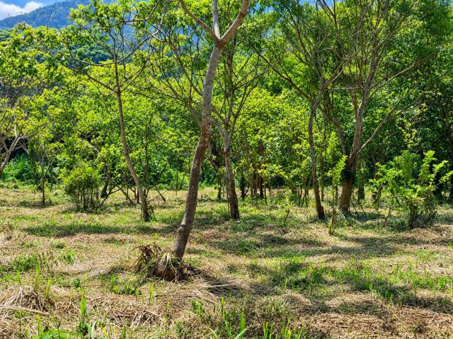 新竹房產顧問 北埔台3線臨路3782坪大面寬農林地|交通極便利 照片 3