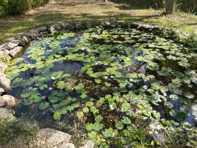 關西桔緣山居臨溪農莊(有合法資材室) 新竹關西土地 照片 12
