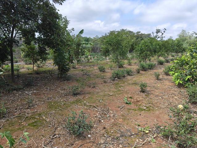 關西平坦茶園(六福) 新竹關西土地 照片 4