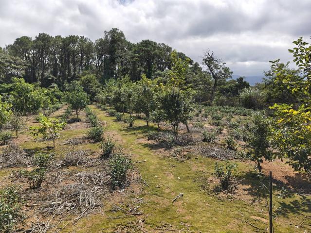 關西平坦茶園(六福) 新竹關西土地 照片 8
