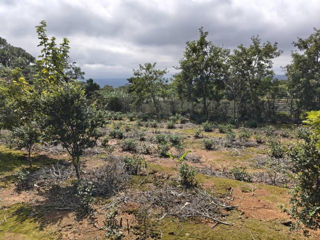 關西平坦茶園(六福) 新竹關西土地 照片 9