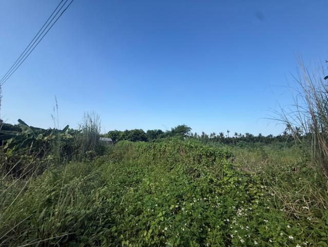 麟洛民族農地 屏東不動產 照片 4