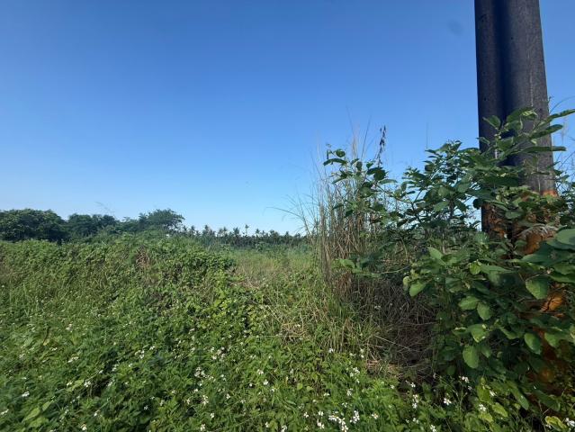 麟洛民族農地 屏東不動產 照片 5