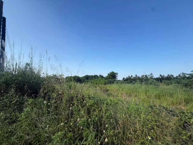 麟洛民族農地 屏東不動產 照片 6
