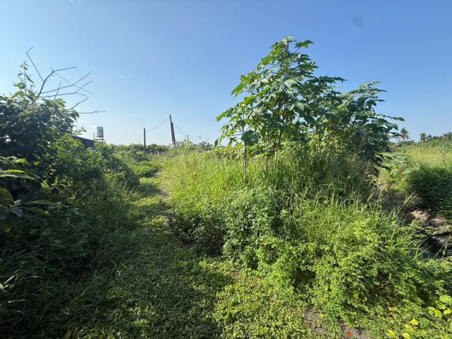 麟洛民族農地 屏東不動產 照片 11