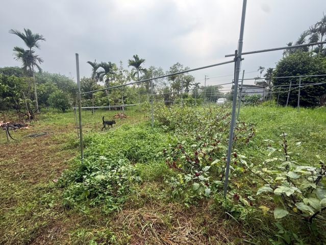 萬巒山景農地 屏東不動產 照片 4