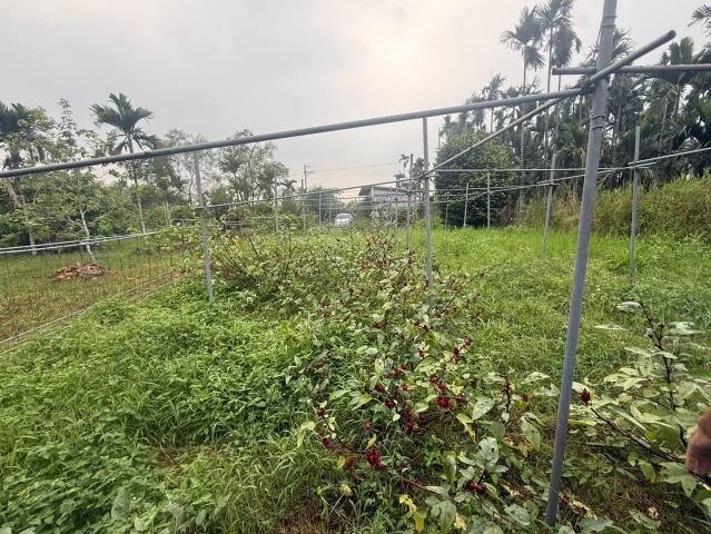 萬巒山景農地 屏東不動產 照片 7