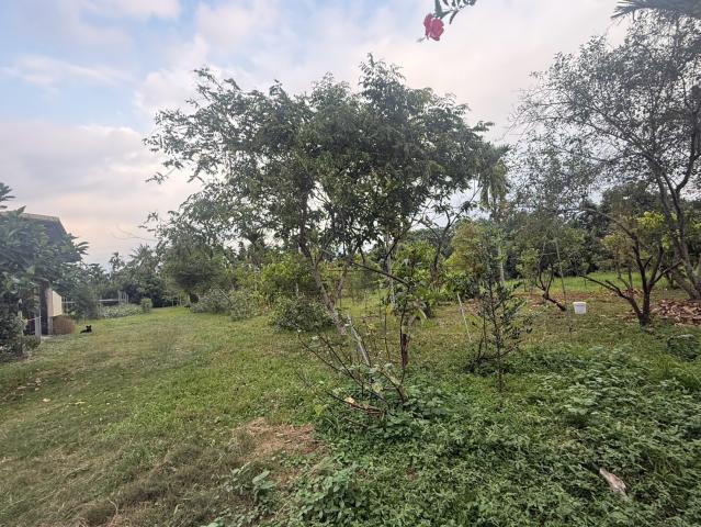 萬巒山景農地 屏東不動產 照片 10