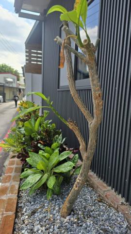 花蓮透天精選 花蓮市區承租權轉讓平房 照片 3