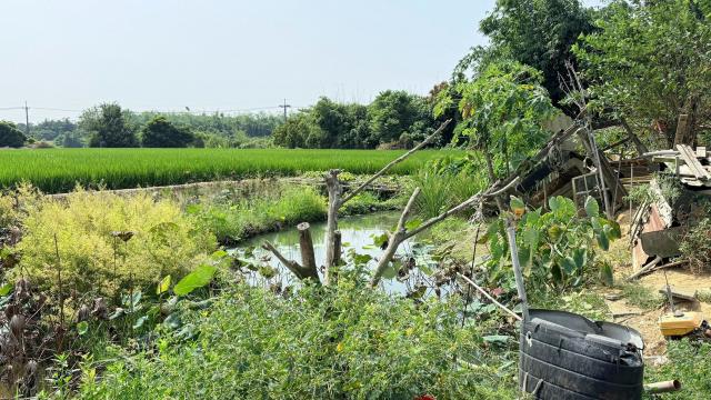 民雄東勢湖大地坪農地 照片 1