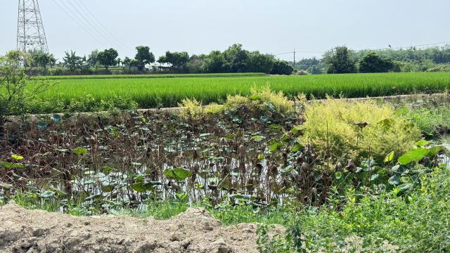 民雄東勢湖大地坪農地 照片 2