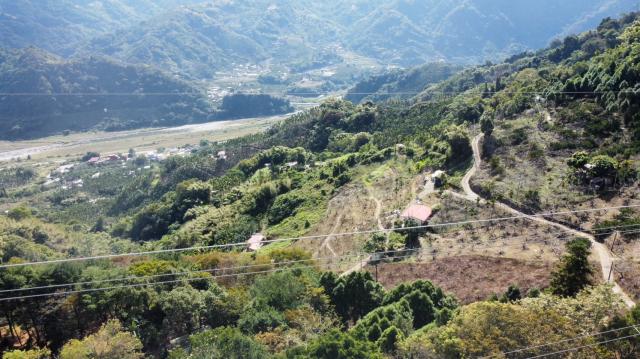 998 萬高性價比、附合法資材室與 400 株高接梨的優勢 照片 5