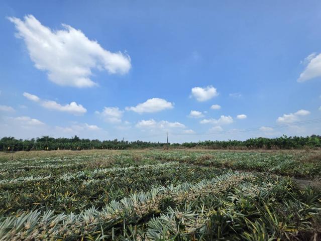 潮州買房賣房推薦 新上架~萬巒近內埔市區無敵山景美農地 照片 10
