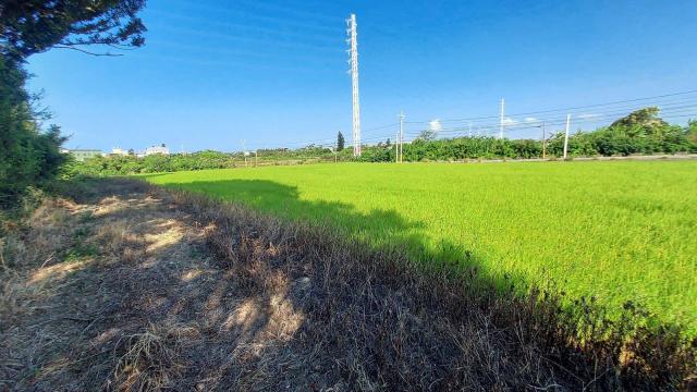 H39_永安國小 農+建 雙面路 照片 5