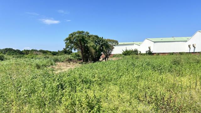 H42_大園正30米航城路都內農 照片 5