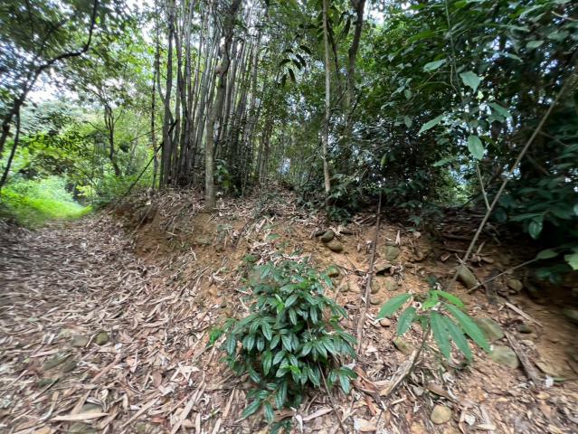 埔里房仲林阿姐 埔里溪南大地坪農地 照片 8