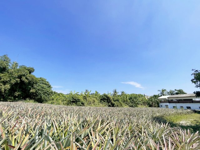 高雄房地專家 近嶺口交流道臨路1.4分農地 照片 2