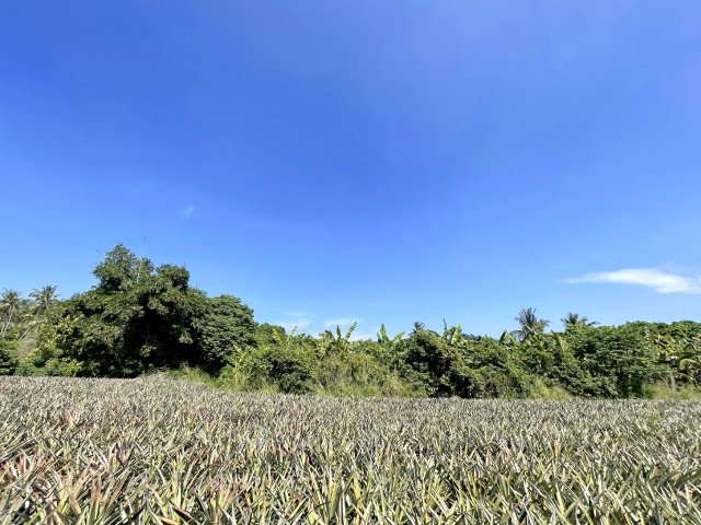 高雄房地專家 近嶺口交流道臨路1.4分農地 照片 3