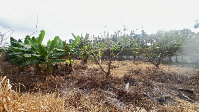 屏東房地達人❤️內埔福泉巷熱帶水果園+資材室|有水、有電| 照片 6