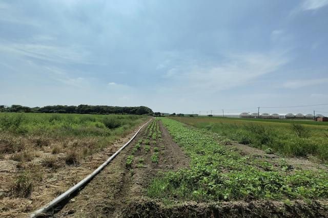嘉義房仲地政士O2249太保高鐵大道旁農地☆ 照片 6