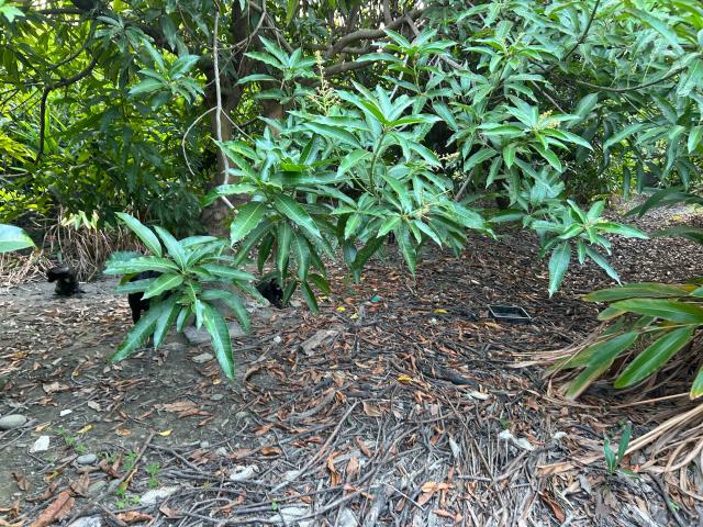 台南房地買賣 永康創意園區旁乙工(專) 照片 1