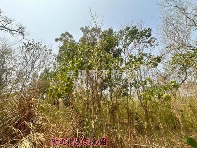 台南房仲晴媛 大內低總價開心農場A 照片 7