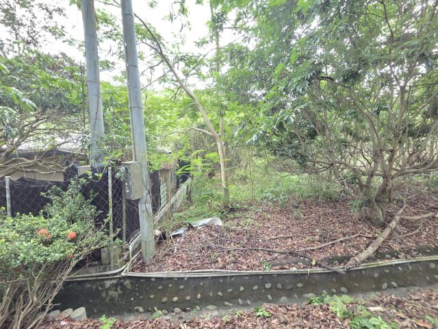 專【近旗山財神廟、旗甲公路、郡陽宮】山坡林業用地 照片 5