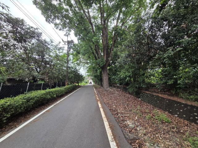 專【近旗山財神廟、旗甲公路、郡陽宮】山坡林業用地 照片 7