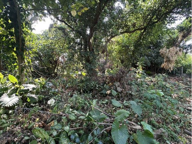 竹崎灣橋美建地 照片 4