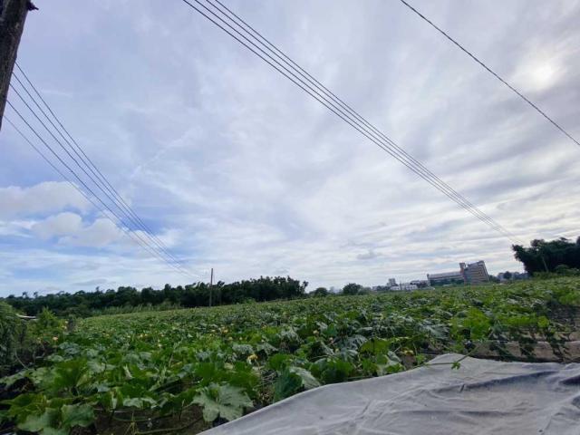 大社#紅線內農地#2.15分#國巨#現有地上物#保值首選 照片 5