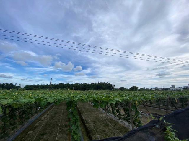 大社#紅線內農地#2.15分#國巨#現有地上物#保值首選 照片 6
