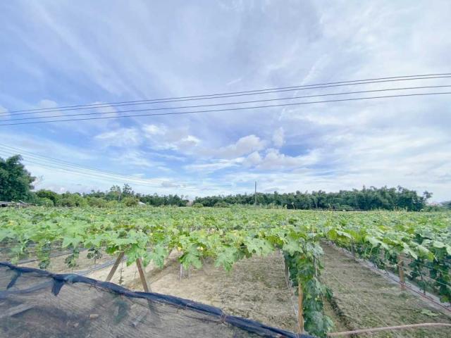 大社#紅線內農地#2.15分#國巨#現有地上物#保值首選 照片 7