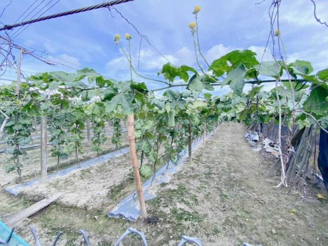 大社#紅線內農地#2.15分#國巨#現有地上物#保值首選 照片 15