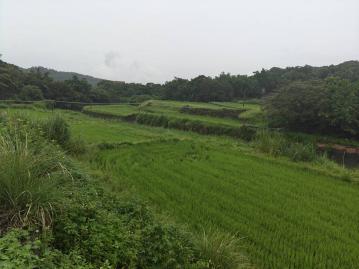 新埔南平富貴溪畔農田