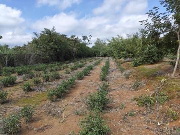 關西平坦茶園(六福) 新竹關西土地