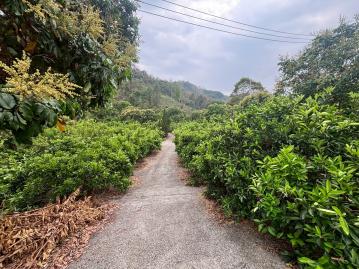 北中寮泡麵土地公廟旁農地