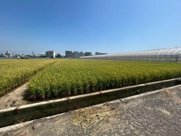 民雄菁埔｜164線道｜900坪大面寬農地