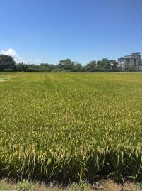 社子國小美田 中壢農地建地