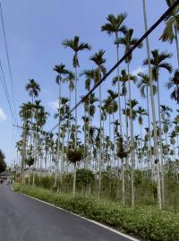 大心精選❤️古坑山峰國小❤️大面寬農地 雲林好房推薦