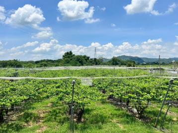台南市區買房  玉井24.5分一般農業區觀光果園農地