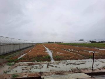 嘉義房屋土地 水上下塗溝8米臨路方正農地