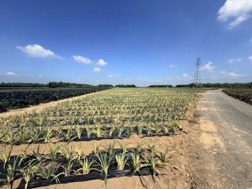 新大埔美段大地坪農地