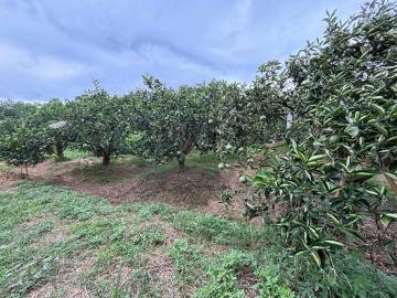 竹南房仲推薦 竹南園區頂埔段投資農地【找多喜看房買房去】