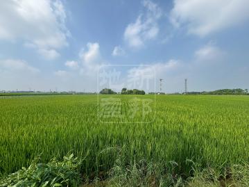 彰化房仲女王 溪州苗木區旁方正農地