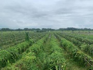 新營房地專家 東山聖賢國小2.2分有機認證火龍果園
