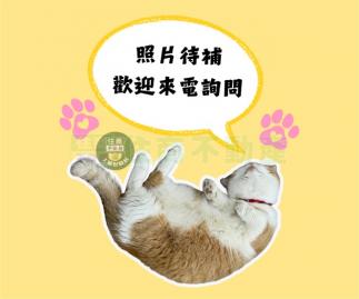 好時居育家 金城商圈美寓二樓