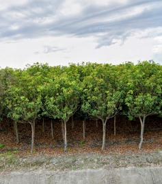 彰化買房地 溪州新下霸植樹農園