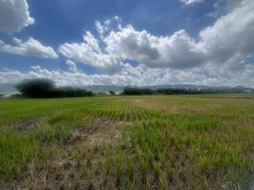 彰化買房地 田中果菜市場旁優質美田