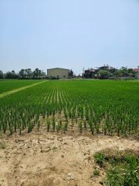 中壢房產達人阿龍 笨港國小農地